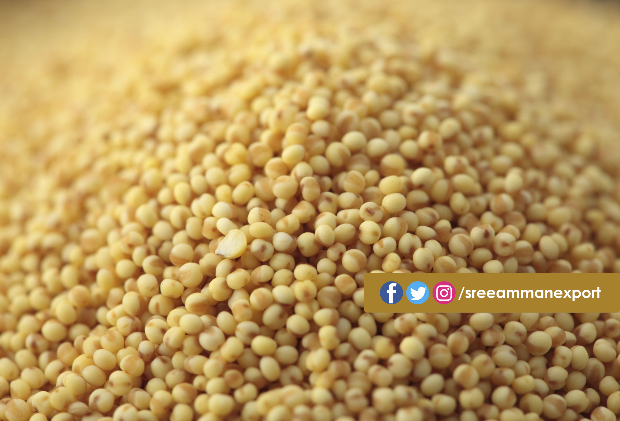 foxtail millet copy